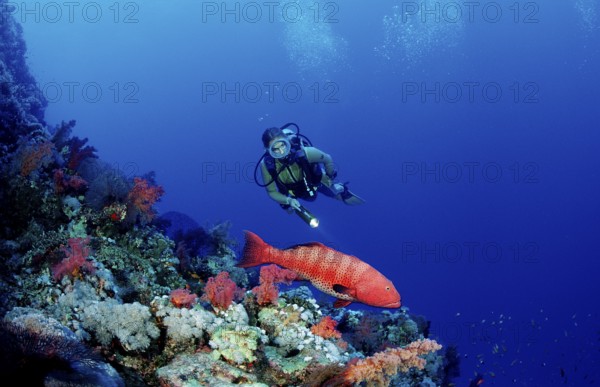 Diver and panther trout perch, Plectropomus pessuliferus, Egypt, Africa, Sinai, Dahab, Red Sea, Africa