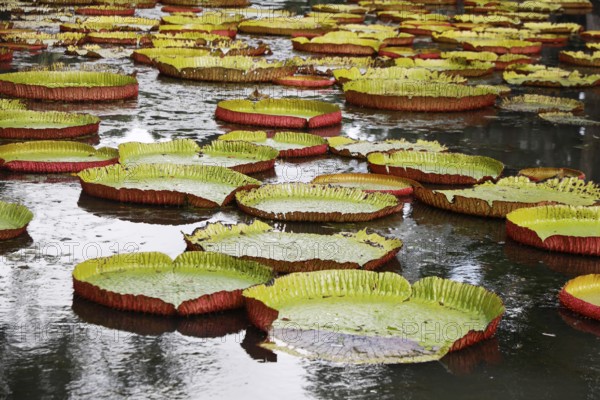 Sir Seewoosagur Ramgoolam Botanical Garden, Mauritius, Indian Ocean, Mauritius, Africa
