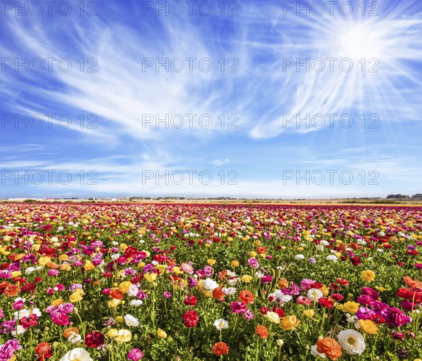 The picturesque field of flowering colorful buttercups. Bright sun warms wonderful flowers. Concept of active and ecological tourism