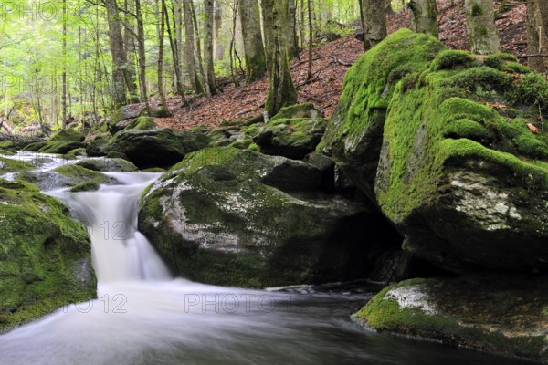 Sagwasser in the Bavarian Forest, in the summer Sagwasser in the Bavarian Forest, in the summer