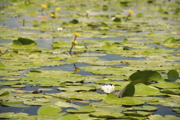 Lake with water lilies and yellow Brandy-bottles in France