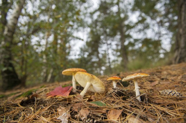 Group of Fly agarics in the autumn forest