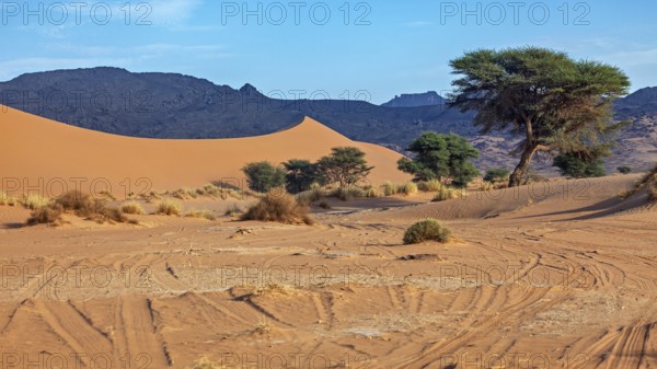 Sand dunes and trees under a clear sky with tyre tracks in the sand, The landscape of the Sahara in Algeria