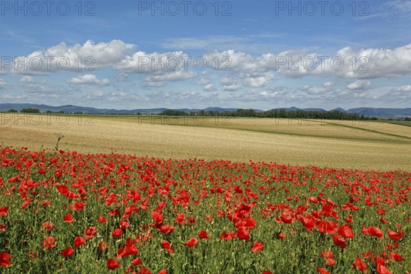 Poppy field in the Southern Palatinate