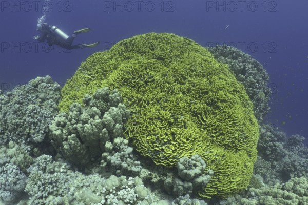 Yellow lettuce coral (Turbinaria reniformis)