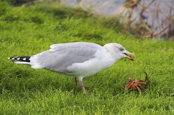 Seagull (Larinae) eating a crab, Brouwersdam, province of South Holland, Netherlands