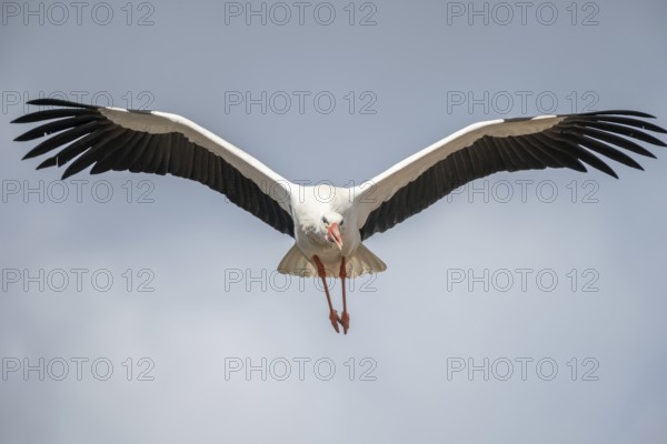 White stork (ciconia ciconia) in flight in a village in late winter