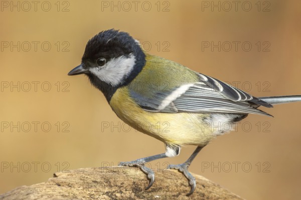 Great tit on a branch in the forest during winter. France