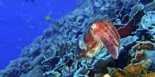 Cuttlefish, Sepia sp., Bunaken National Marine Park, Bunaken, North Sulawesi, Indonesia, Asia