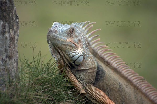 Big red iguana walking on the grass