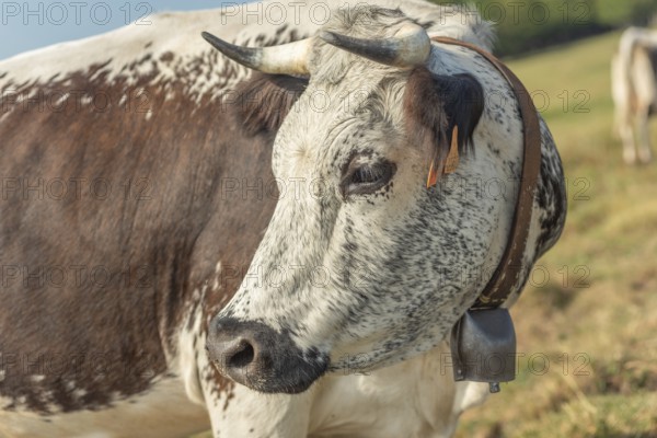 Cows cow with a bell potrait in pasture in mountain.Alsace, Vosges, France, Europe