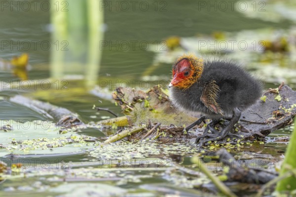 Eurasian Coot (Fulica atra) chicks waiting for food. Bas Rhin, Alsace, France, Europe
