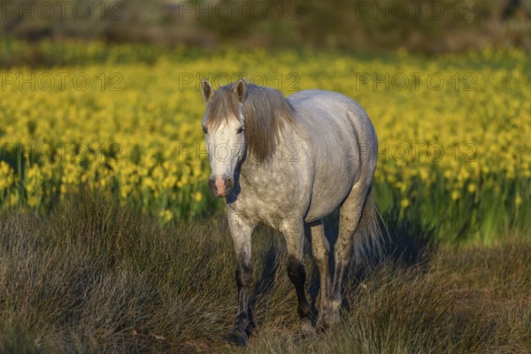 Camargue horse in a marsh filled with yellow irises. Saintes Maries de la Mer, Camargue, Arles, Bouches du Rhone, Provence Alpes Cote d'Azur, France, Europe