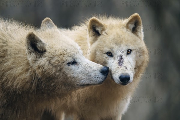 Arctic wolf (Canis lupus arctos), also known as the white wolf or polar wolf