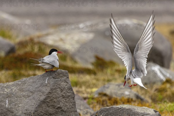Arctic tern (Sterna paradisaea), Iceland, Europe