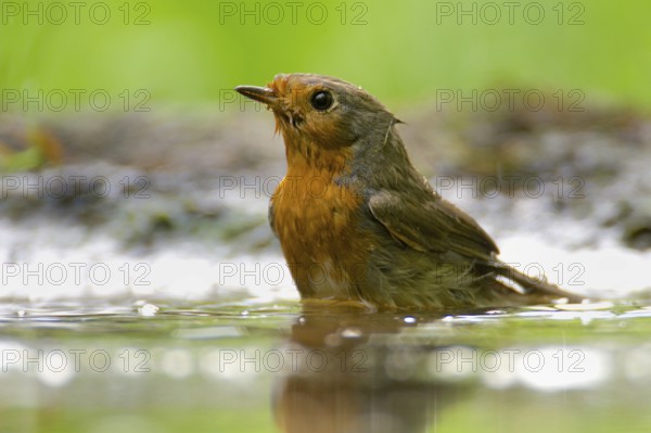 Robin taking a bath. European Robin taking a bath