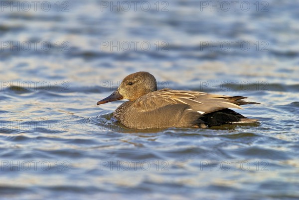Gadwall at early evening