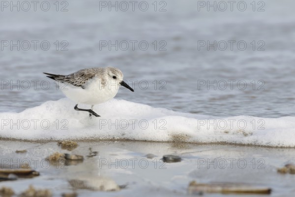Sanderling (Calidris alba) on the beach of Juist, East Frisian Islands, Germany, Europe