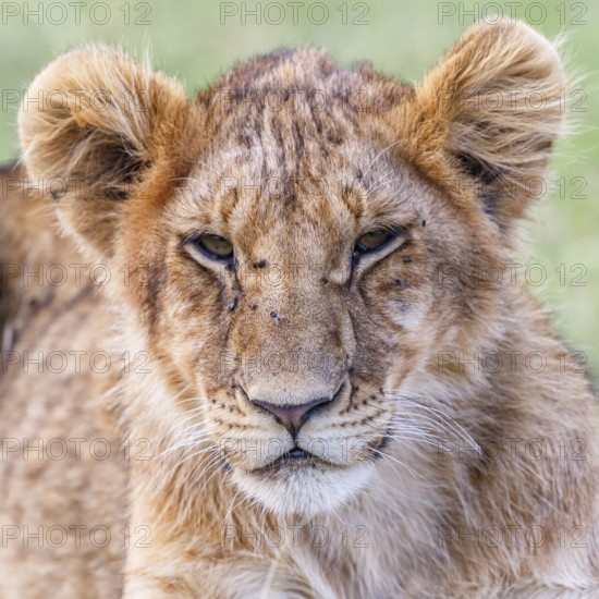 Close up of a tired lion cub
