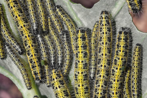 A lot of caterpillars close-up macro. Caterpillars eat the leaves of a cabbage