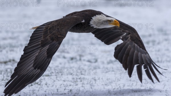 Side view of a bald eagle flying low over a snow-covered meadow
