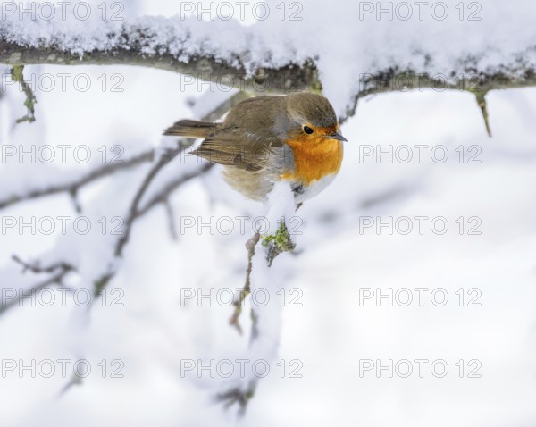 Closeup of a robin bird sitting on a snow covered bush