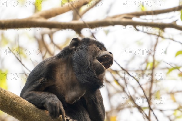 Black howler (Alouatta), Pantanal, inland, wetland, UNESCO Biosphere Reserve, World Heritage Site, wetland biotope, Mato Grosso, Brazil, South America