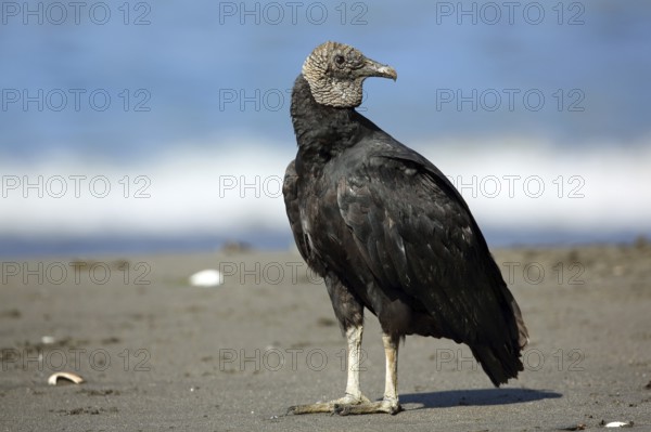 Raven Vulture, Coragyps atratus, Chile, South America