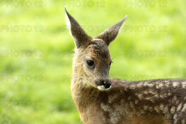 Cute standing fawn with white dots in a meadow