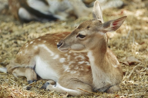 Young Spotted Deer Lies on the Ground Varna, Bulgaria, Europe