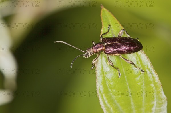 Donacia obscura, leaf beetle