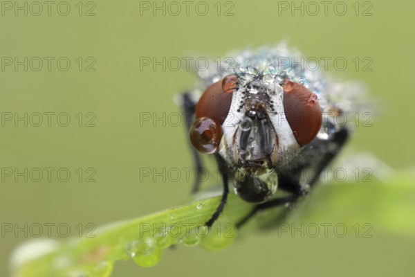 Fly, Brachycera, portrait, Dew