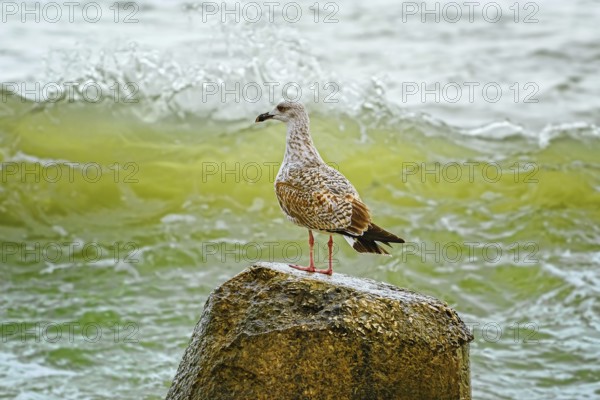 Nestling of european herring gull on stone Varna, Bulgaria, Europe