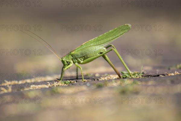 A large grasshopper laying eggs