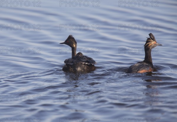 Eared Grebe with Babies Saskatchewan Marsh Canada
