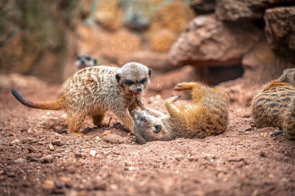 Two meerkat (Suricata suricatta) interacting on sandy ground, one lying on its back, Eisenberg, Thuringia, Germany, Europe