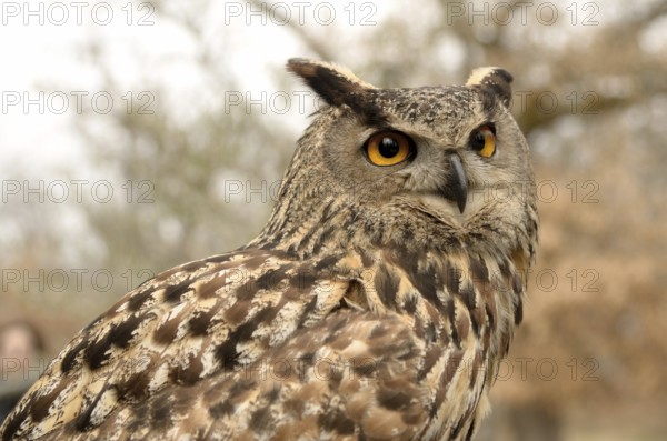 Portrait of a great horned Owl Bubo viriginianus