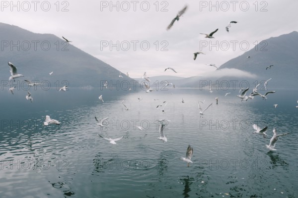 Flock of seagulls circling above the water.
