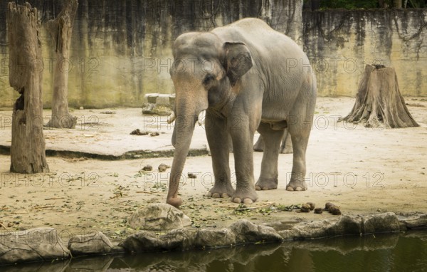 Elephant Borneo, Malaysia, Asia