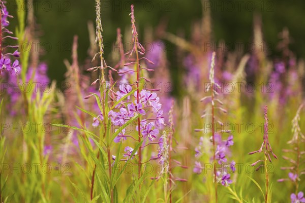 Sally-bloom at the forest edge close up. Lat. Chamerion angustifolium