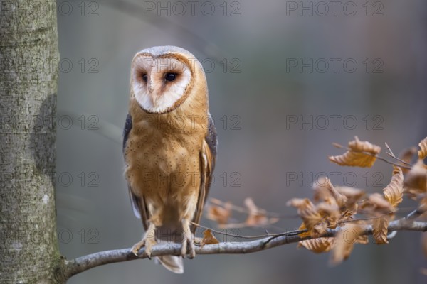 Barn owl, Tyto alba, barn owl