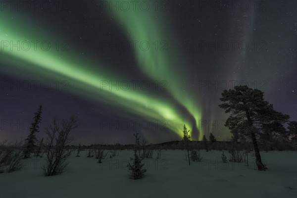 Northern Lights (Aurora borealis), Sjaunja Nature Reserve, Laponia World Heritage Site, Norrbotten, Lapland, Sweden, December 2016, Europe