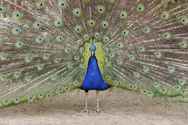 Peacock, male, Pavo Scalloped ribbonfish, mating, Oranienbaum, Wörlitz, Saxony-Anhalt, Germany, Europe