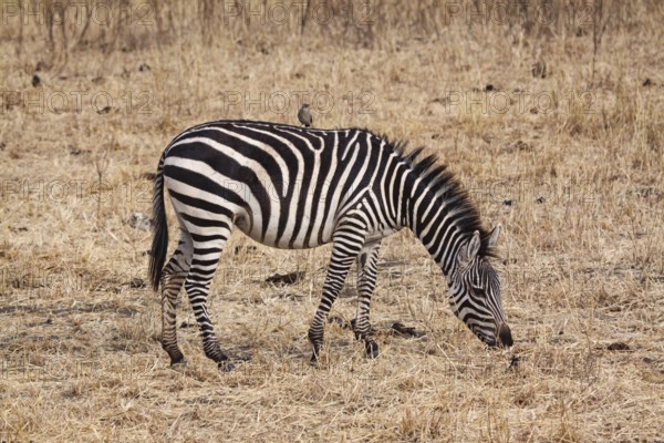 Zebra feeding in steppe with bird on back