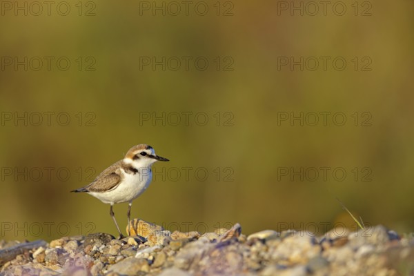 Animals, birds, plover, Kentish plover, (Charadrius alexandrinus), biotope, habitat, foraging, Lesbos, Greece, Europe