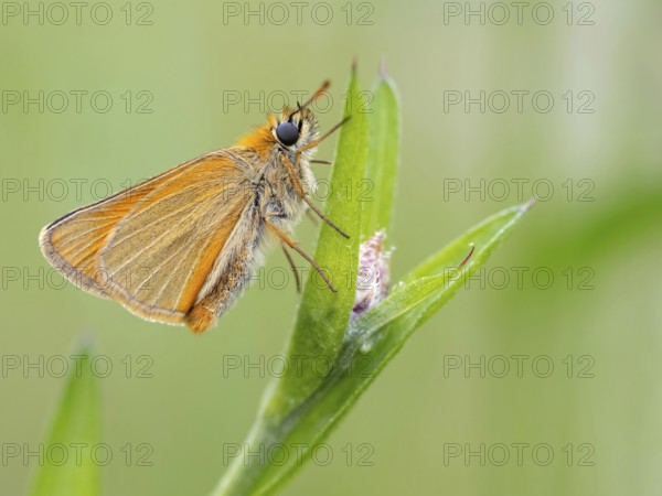 Small Skipper, Ochre Yellow Small Skipper, (Thymelicus sylvestris), butterfly, moth, insect, macro, Black Forest, Feldberg region, Baden-Württemberg, Federal Republic of Germany