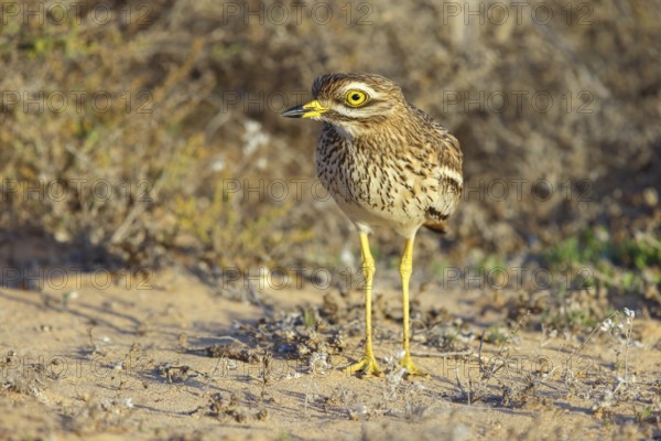 Curlew, Animals, Birds, (Burhinus oedicnemus), Biotope, Habitat, Foraging, Curlew family, Canary Islands, Lanzarote, Canary Islands, Spain, Europe