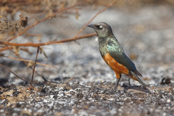 Red-bellied Glossy Starling, (Lamprotornis pulcher), animals, birds, starling, foraging, biotope, habitat, Tujereng area, Tujereng, South Bank, Gambia, Africa