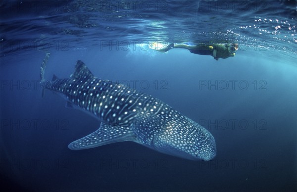Whale shark and snorkeller, Rhincodon thypus, Palau, Micronesia, Indian Ocean, Oceania