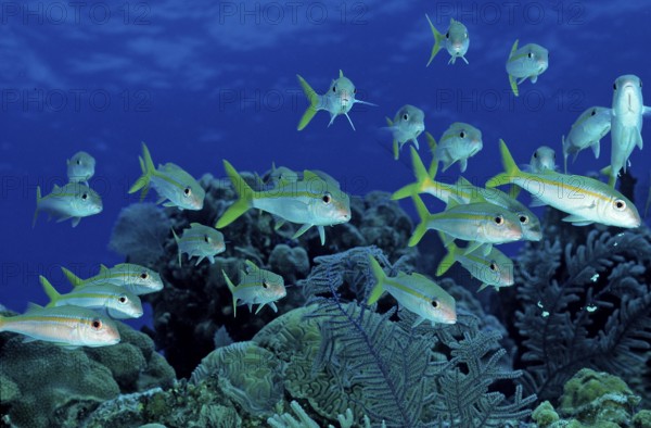 Yellow Mullet, Mulliodichthys martinicus, British Virgin Islands, BVI, Caribbean Sea, Caribbean, Leeward Islands, North America